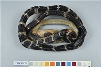 藏品(雨傘節)的圖片